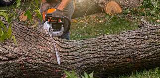  , USA Tree Services Pros